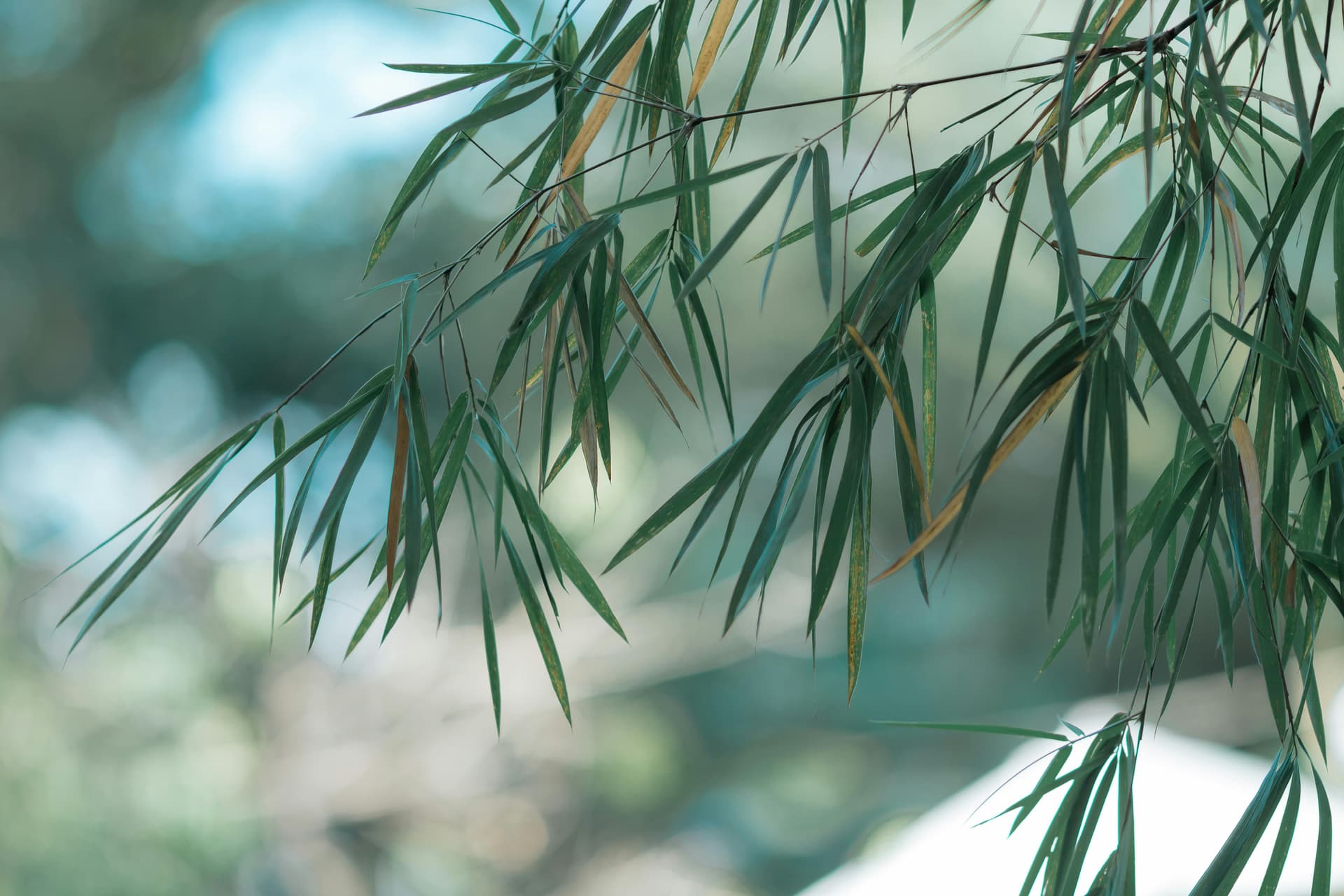 Pexels nguy n ti n th nh 2150376175 35262596 content image